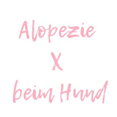 Alopezie X beim Hund - Was hilft deinem Pomeranian?